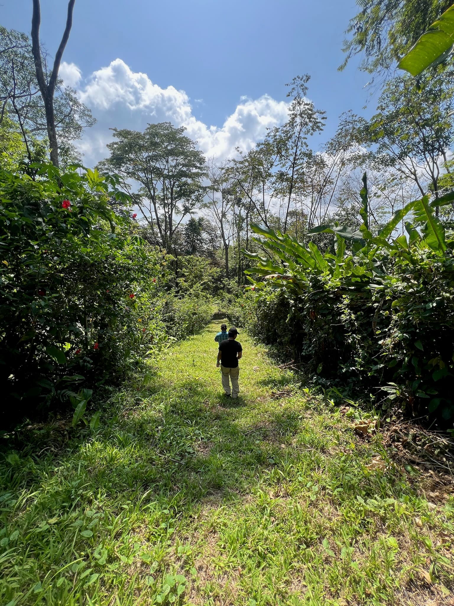 5-acre tropical garden at Dolphin Blue Paradise with fresh organic produce, exotic fruits, and vegetables
