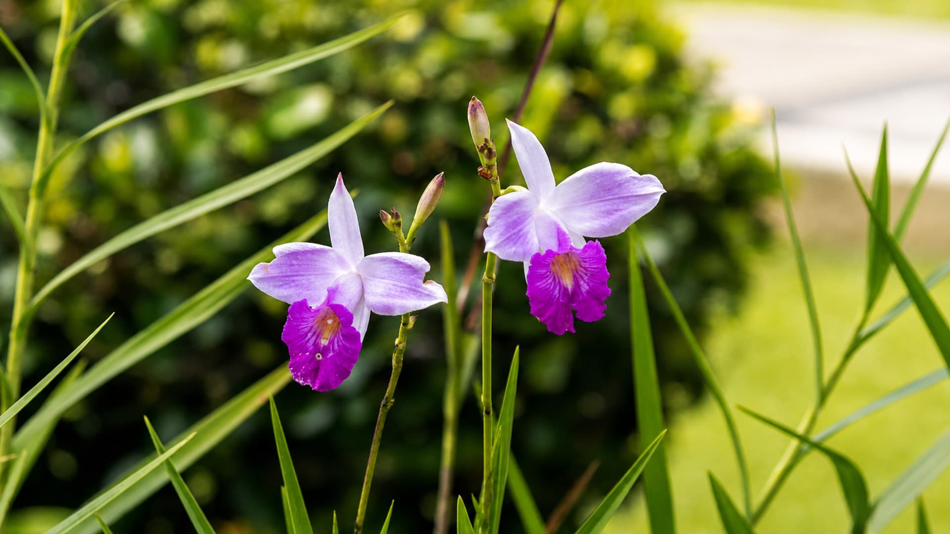 Orchids background