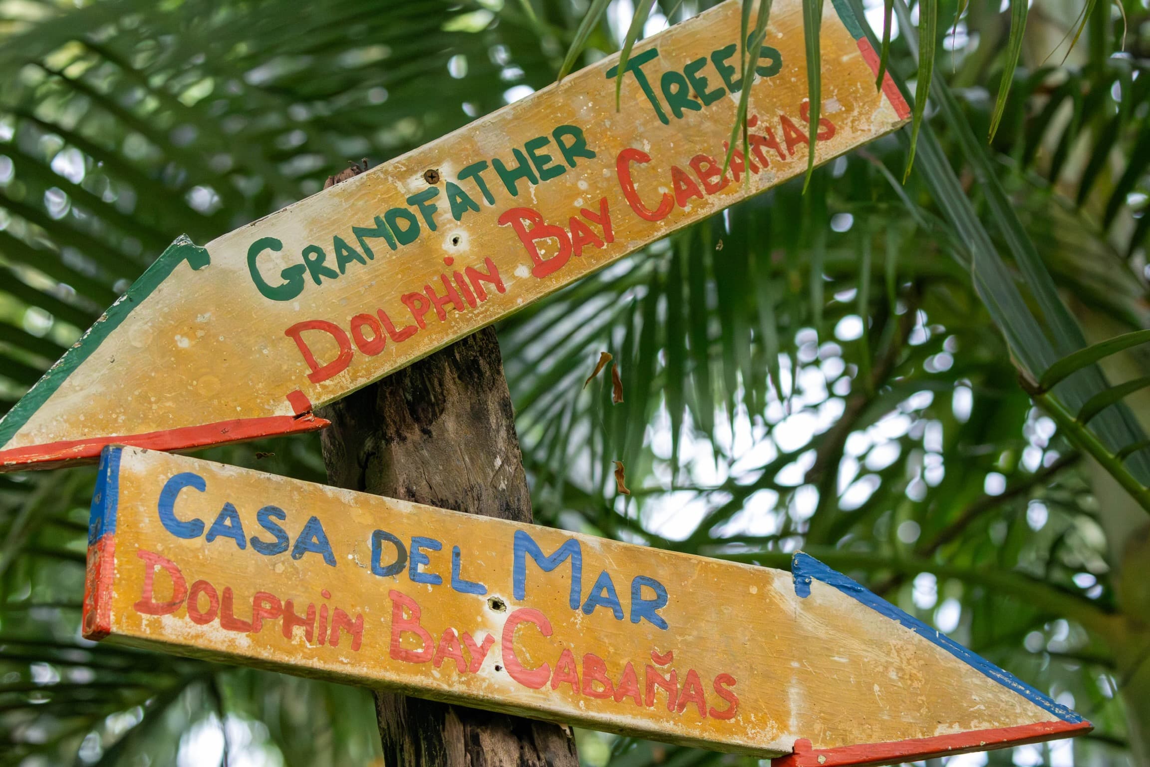 Trees sign background