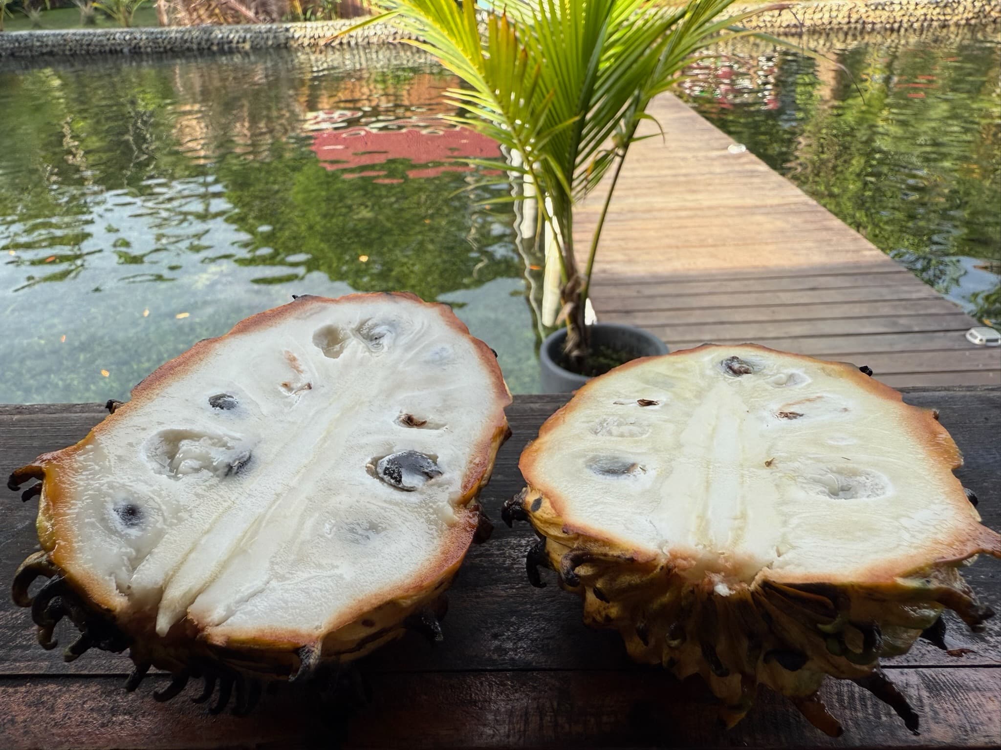 Fresh biriba fruit from tropical garden - locally sourced organic ingredients for Blå Bar Restaurant at Dolphin Blue Paradise, Bocas del Toro