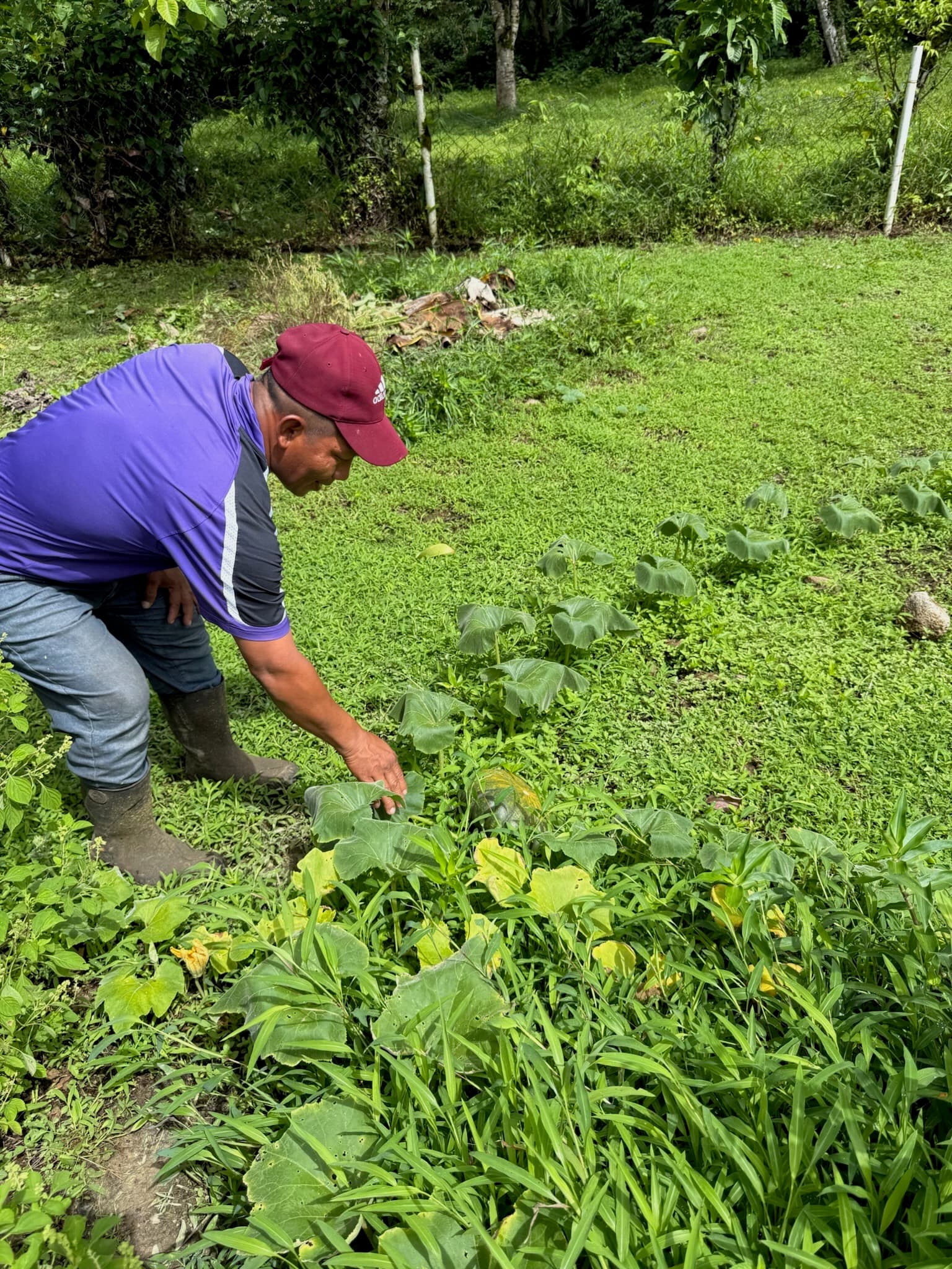 Fresh organic produce from 5-acre tropical garden at Dolphin Blue Paradise - garden-to-table ingredients for Blå Bar Restaurant, Bocas del Toro