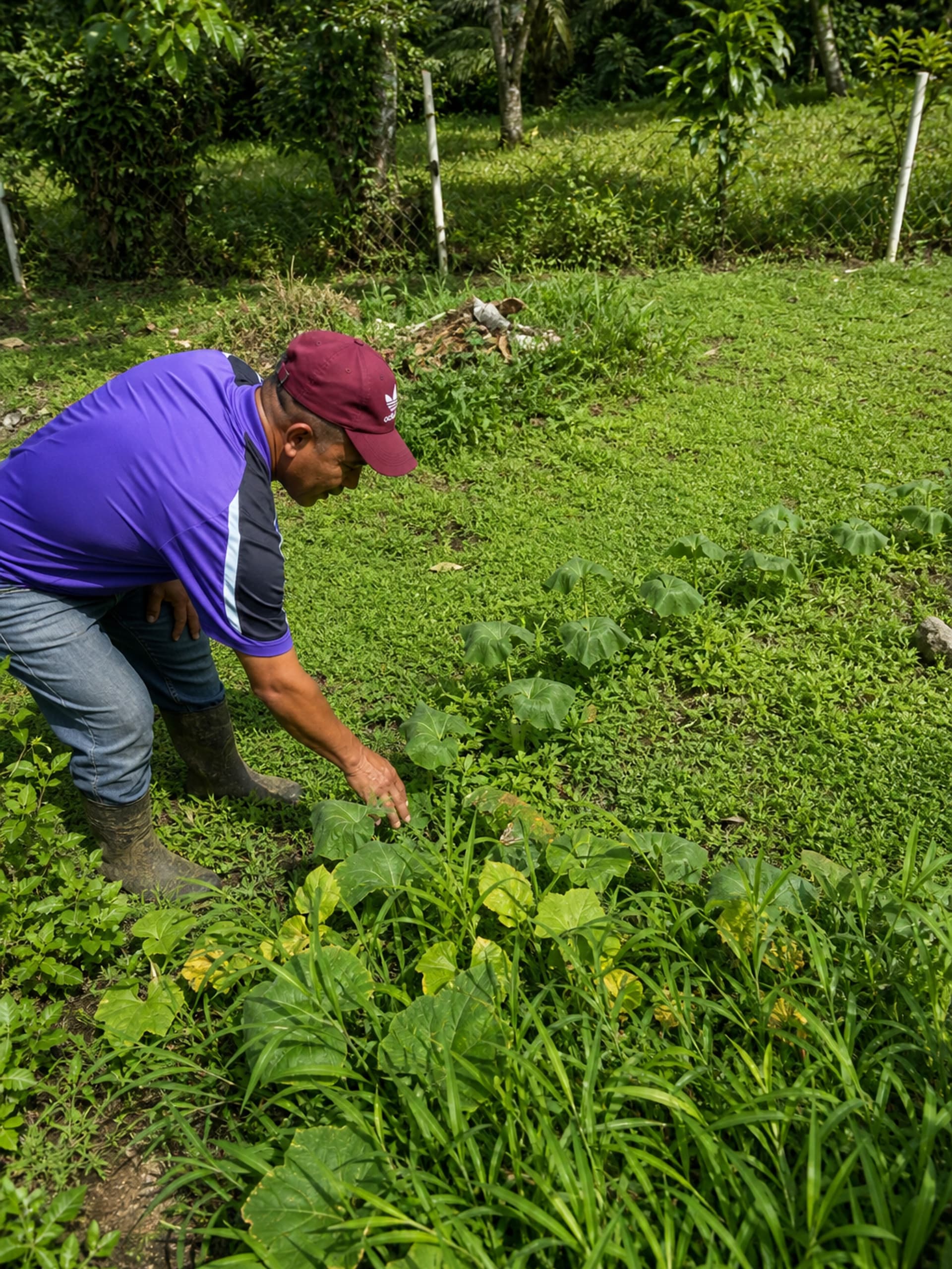 Fresh organic produce from the tropical garden at Dolphin Blue Paradise