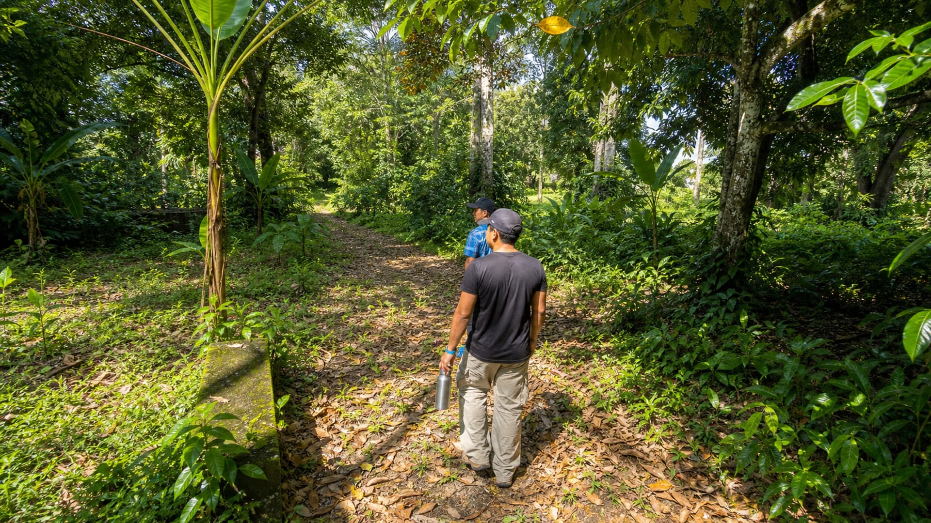 Rainforest hike with Roque, native guide at Dolphin Blue Paradise
