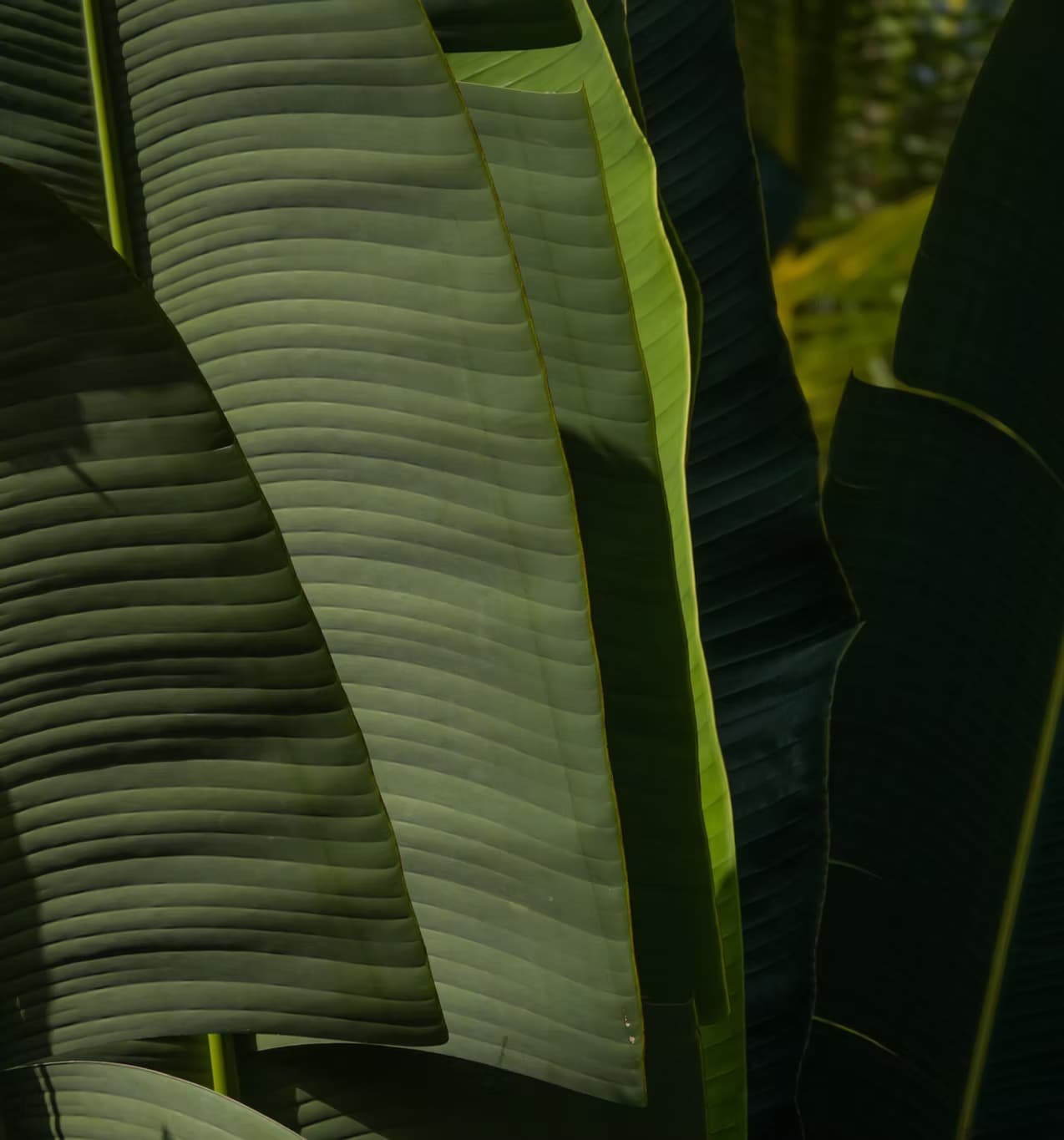 Bijao tropical plant background