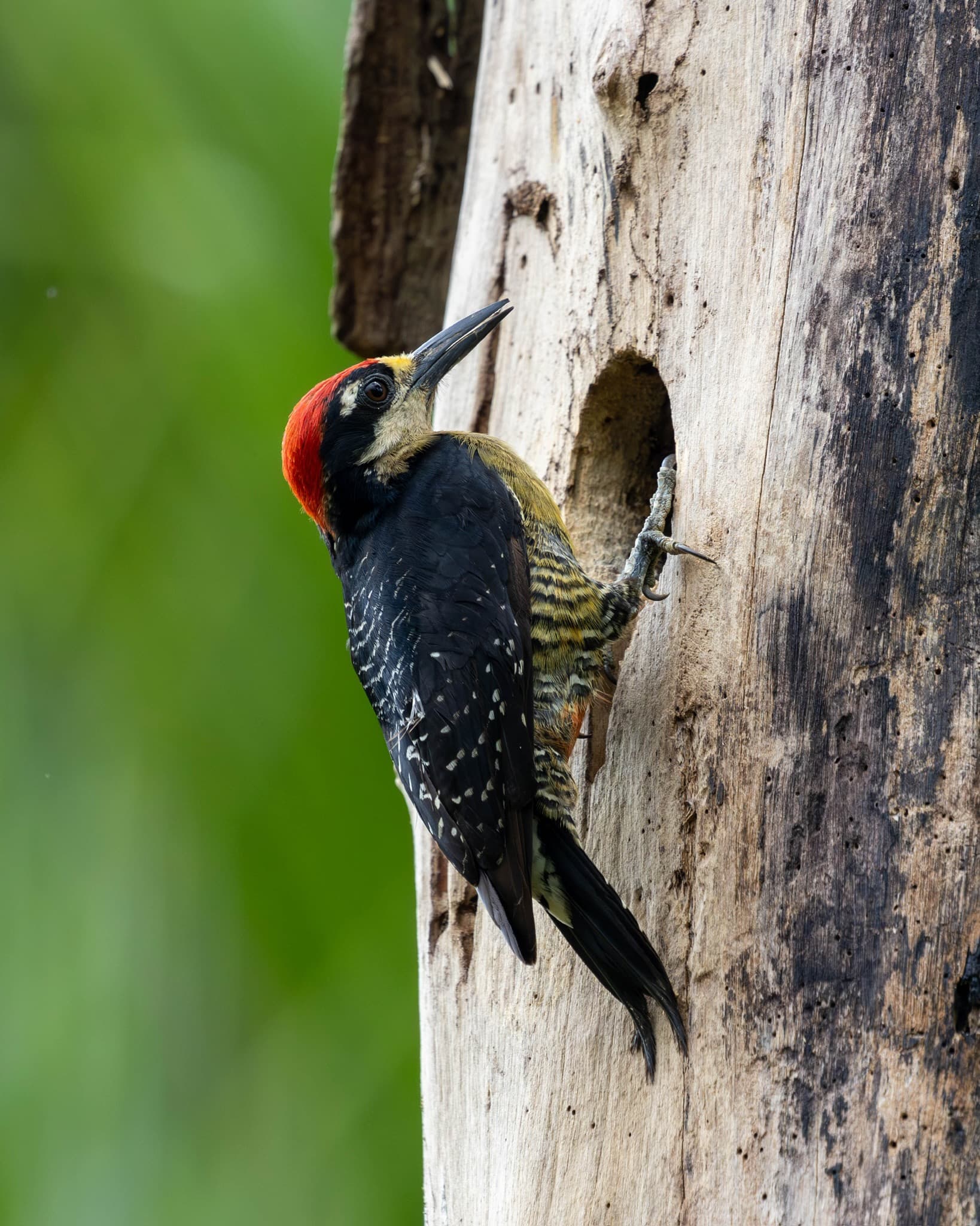 Reforestation and habitat protection - woodpecker in primary rainforest habitat at Dolphin Blue Paradise, Bocas del Toro - wildlife conservation and biodiversity protection in protected forest areas