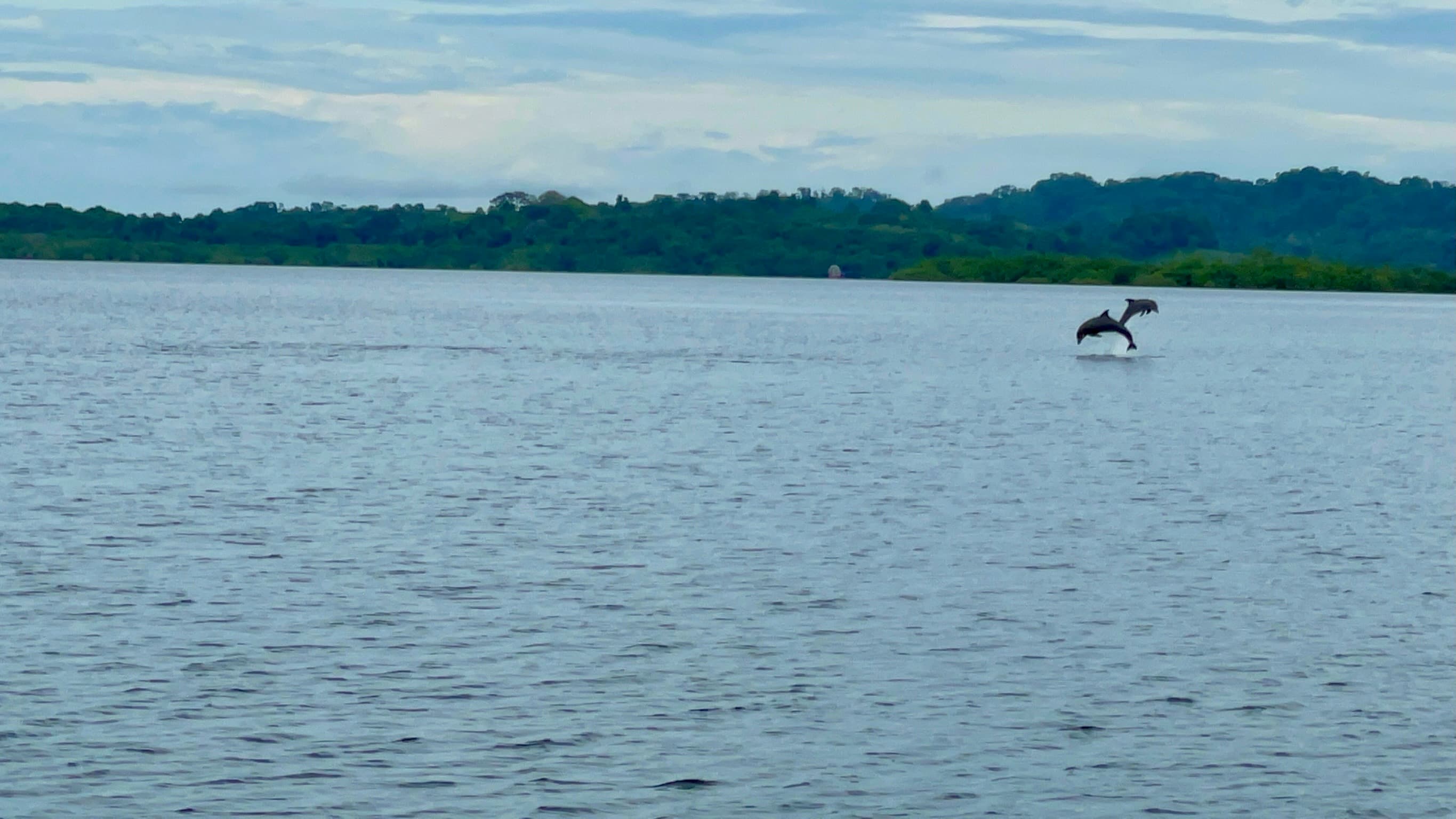 Dolphin monitoring in Dolphin Bay - two bottlenose dolphins breaching the water surface at Dolphin Blue Paradise, Bocas del Toro - marine conservation and wildlife protection