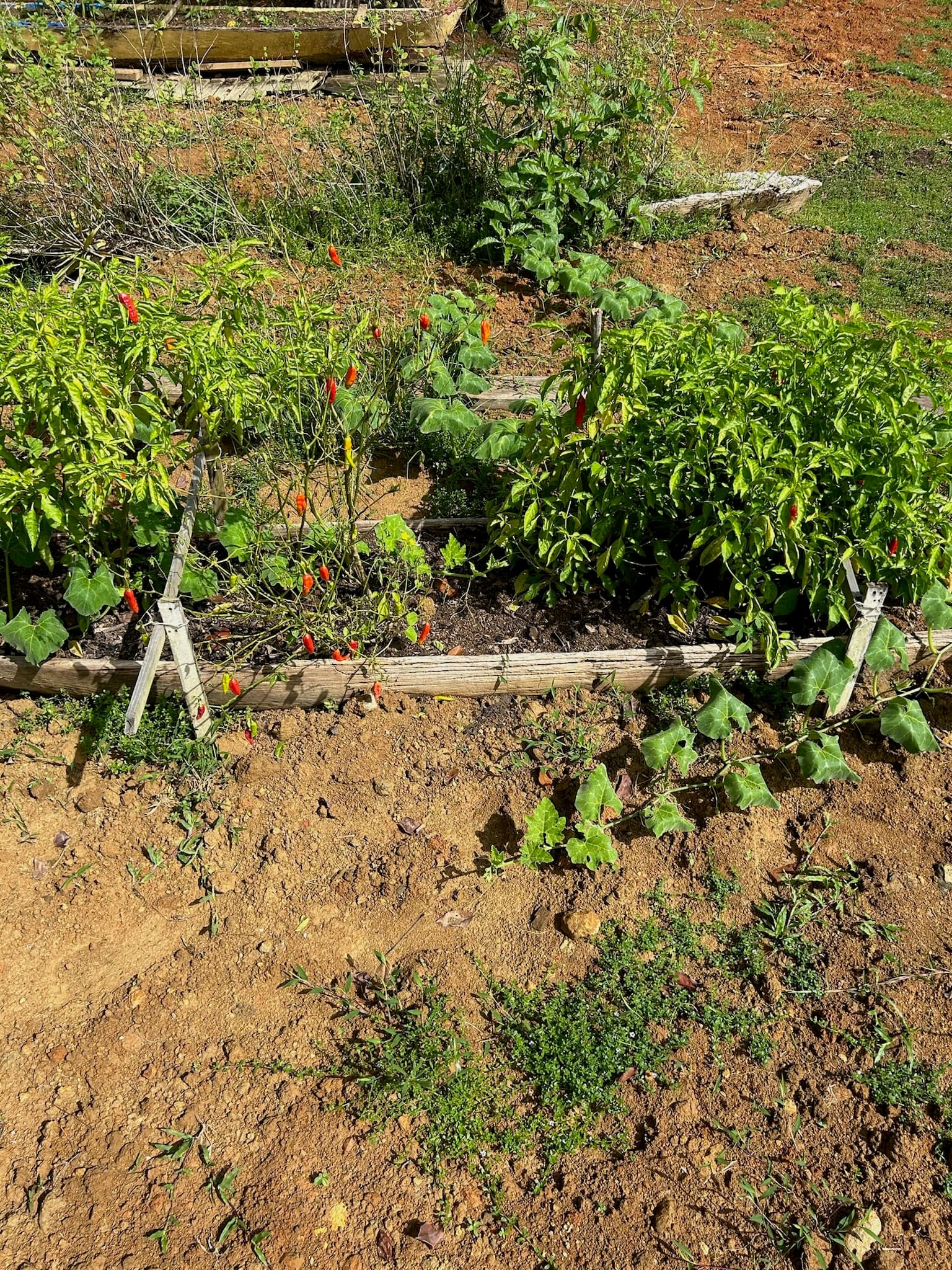 Farm-to-table peppers and fresh vegetables from 5-acre garden at Dolphin Blue Paradise - locally sourced produce, Bocas del Toro