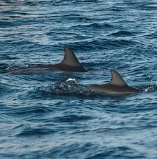 Dolphin watching tour