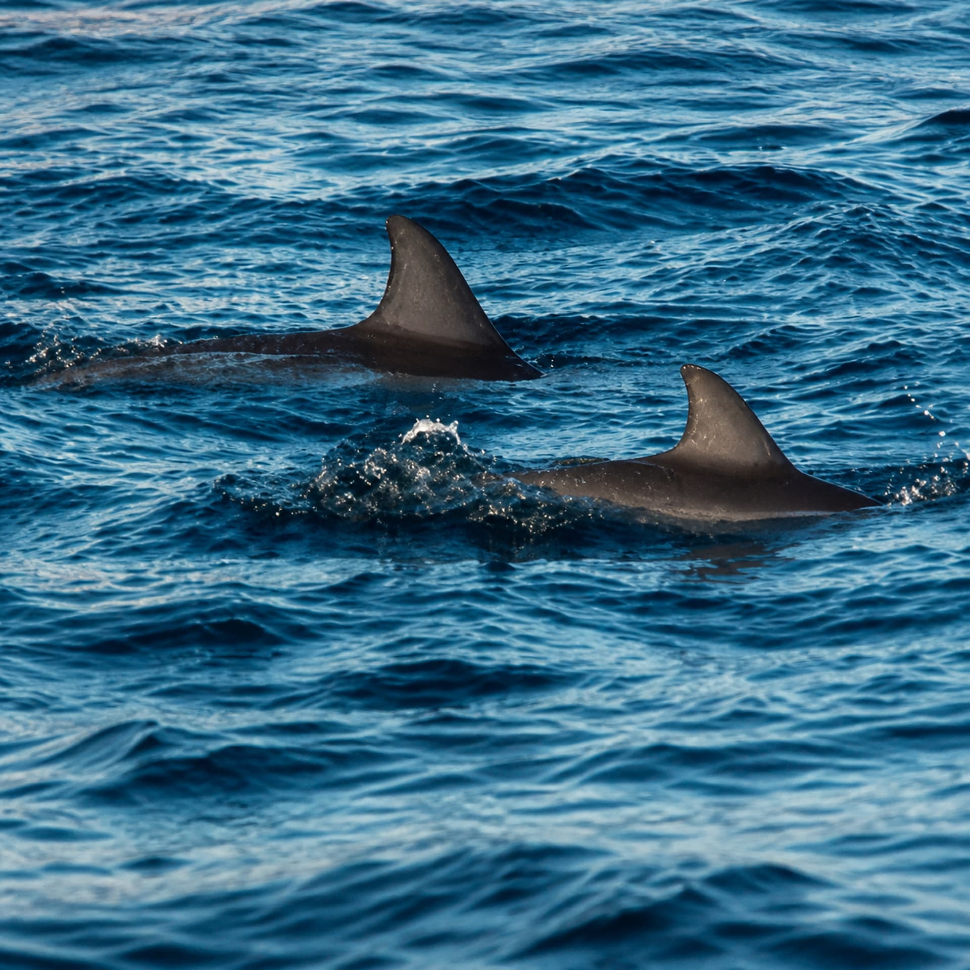 Dolphin watching tour