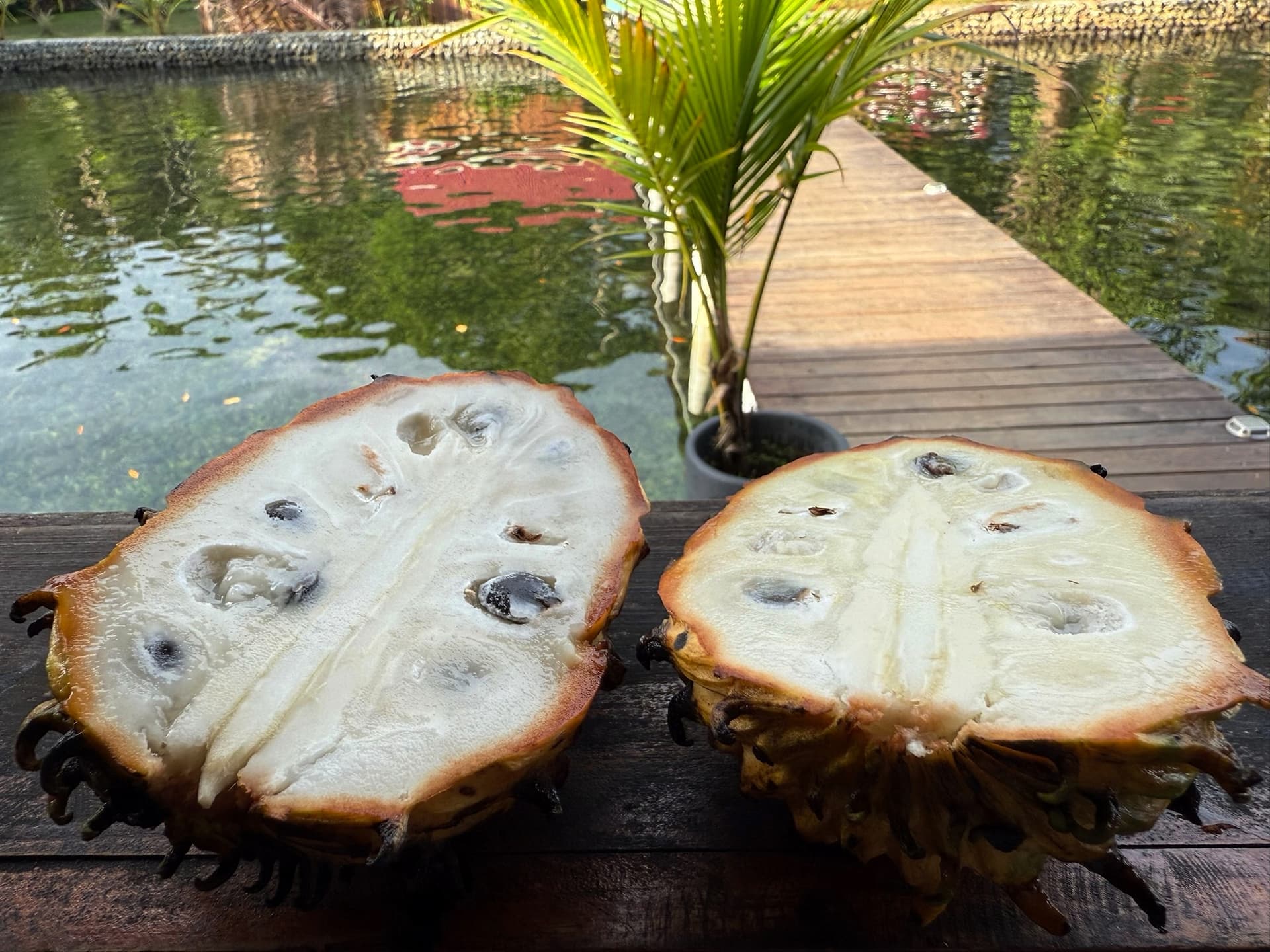 Fresh biriba fruit from the tropical garden