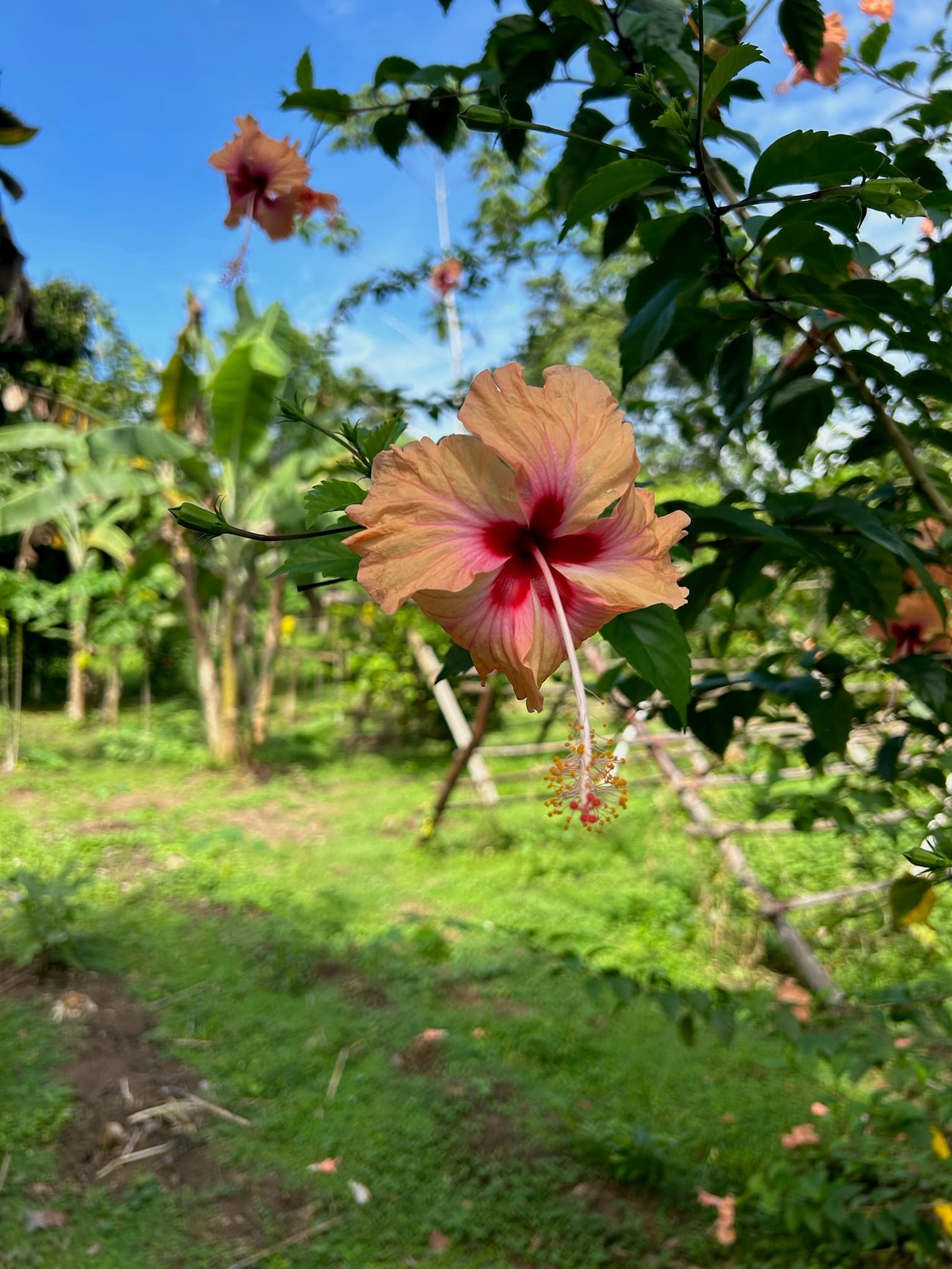 Cream and white hibiscus flower with pink accents in the tropical garden, Dolphin Blue Paradise