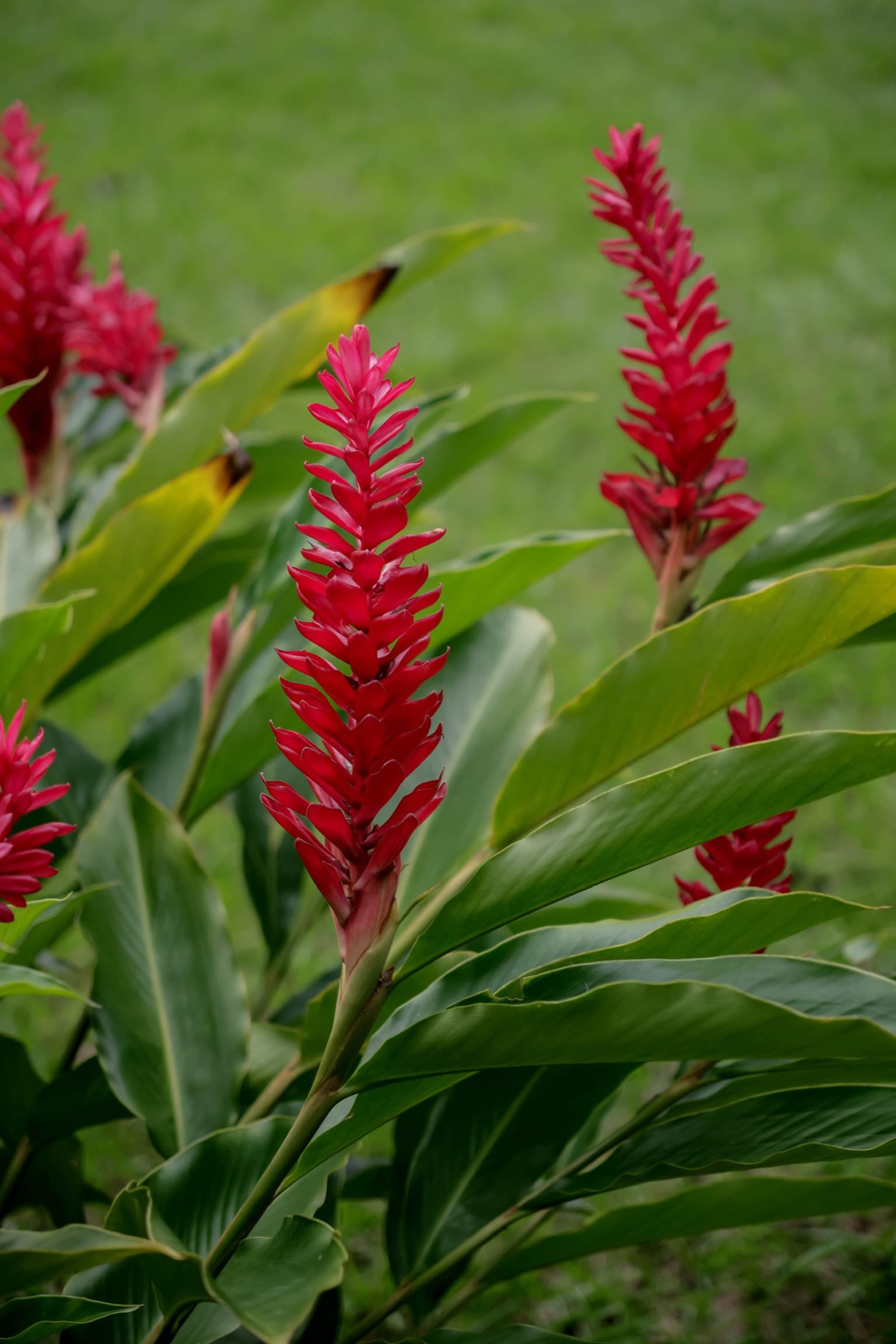 Red ginger flower (Alpinia purpurata) in the tropical garden at Dolphin Blue Paradise, Bocas del Toro