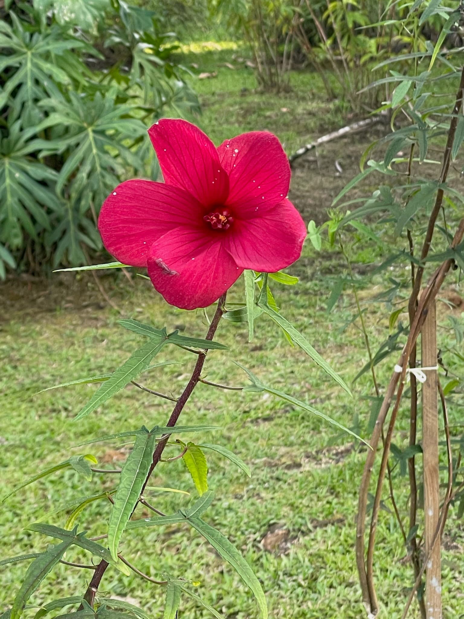 Stunning magenta hibiscus flower in the tropical garden at Dolphin Blue Paradise, Bocas del Toro