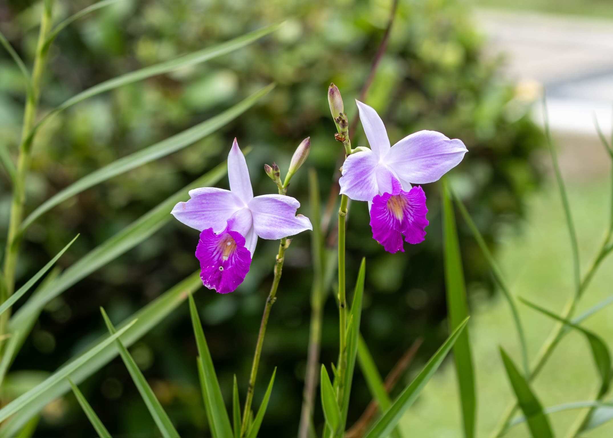 Beautiful purple and white tropical orchids blooming in the garden at Dolphin Blue Paradise, Bocas del Toro