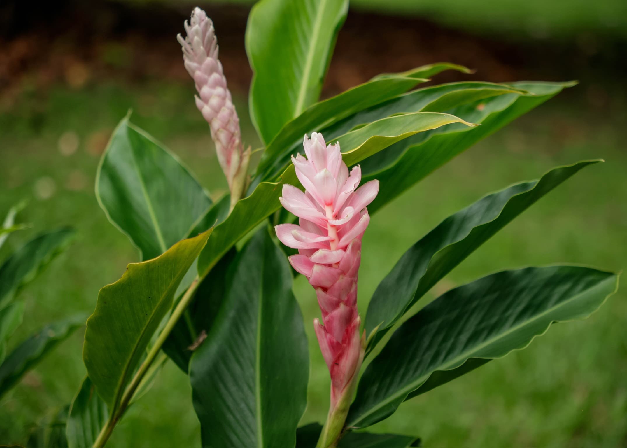 Pink torch ginger flower (Etlingera elatior) in the tropical garden at Dolphin Blue Paradise, Bocas del Toro
