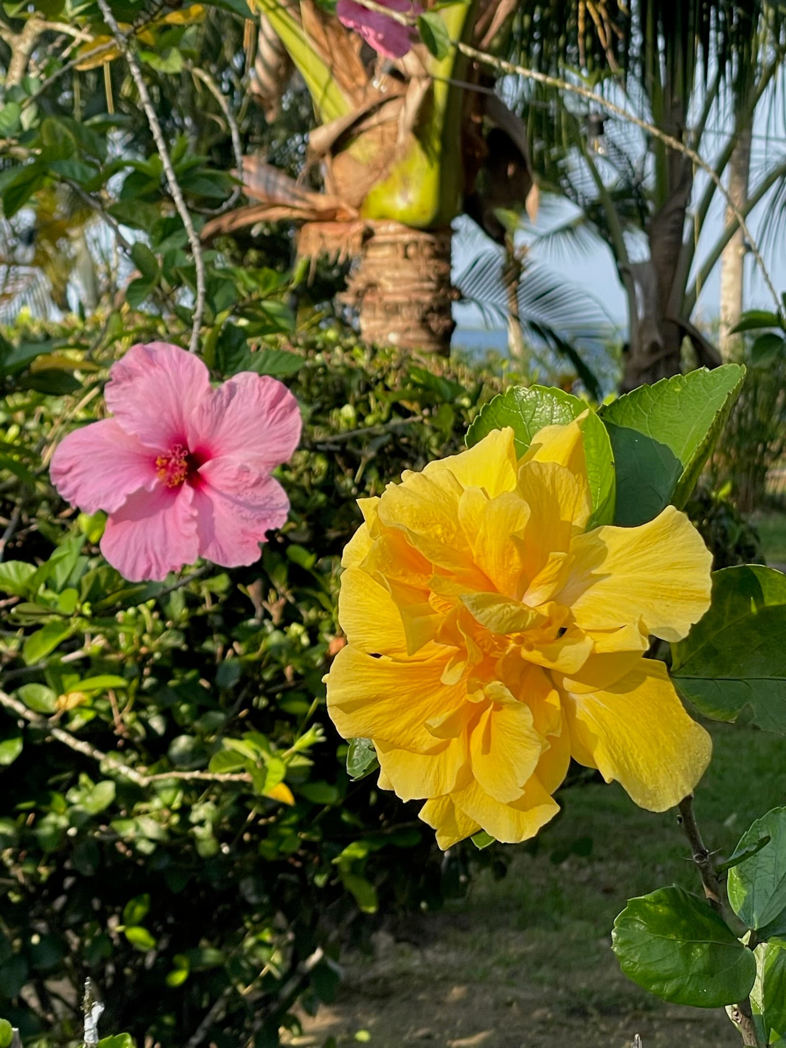 Pink and yellow hibiscus flowers together in the tropical garden, Dolphin Blue Paradise