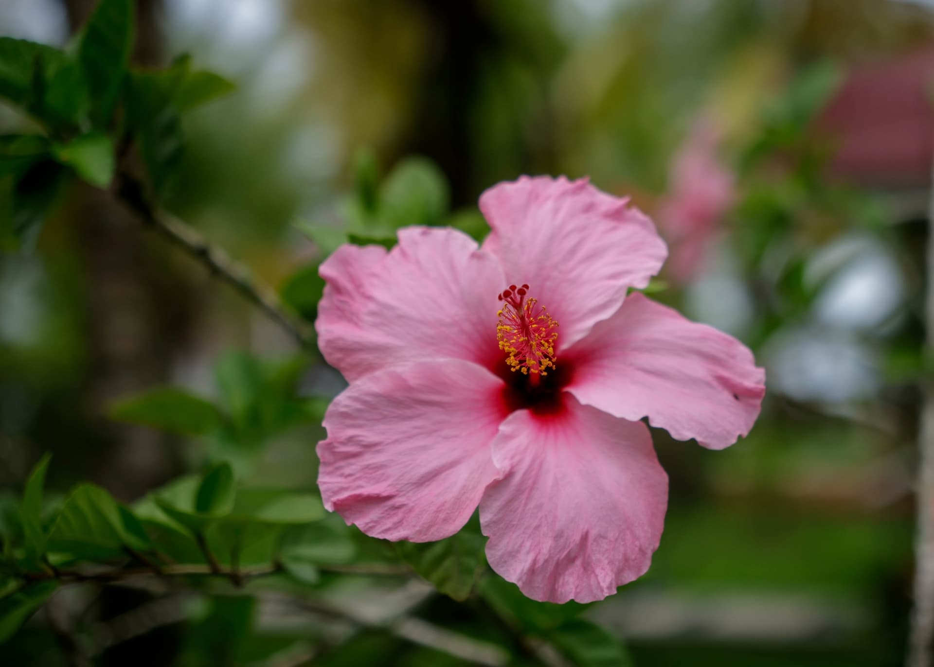 Vibrant pink hibiscus flower in the tropical garden at Dolphin Blue Paradise, Bocas del Toro