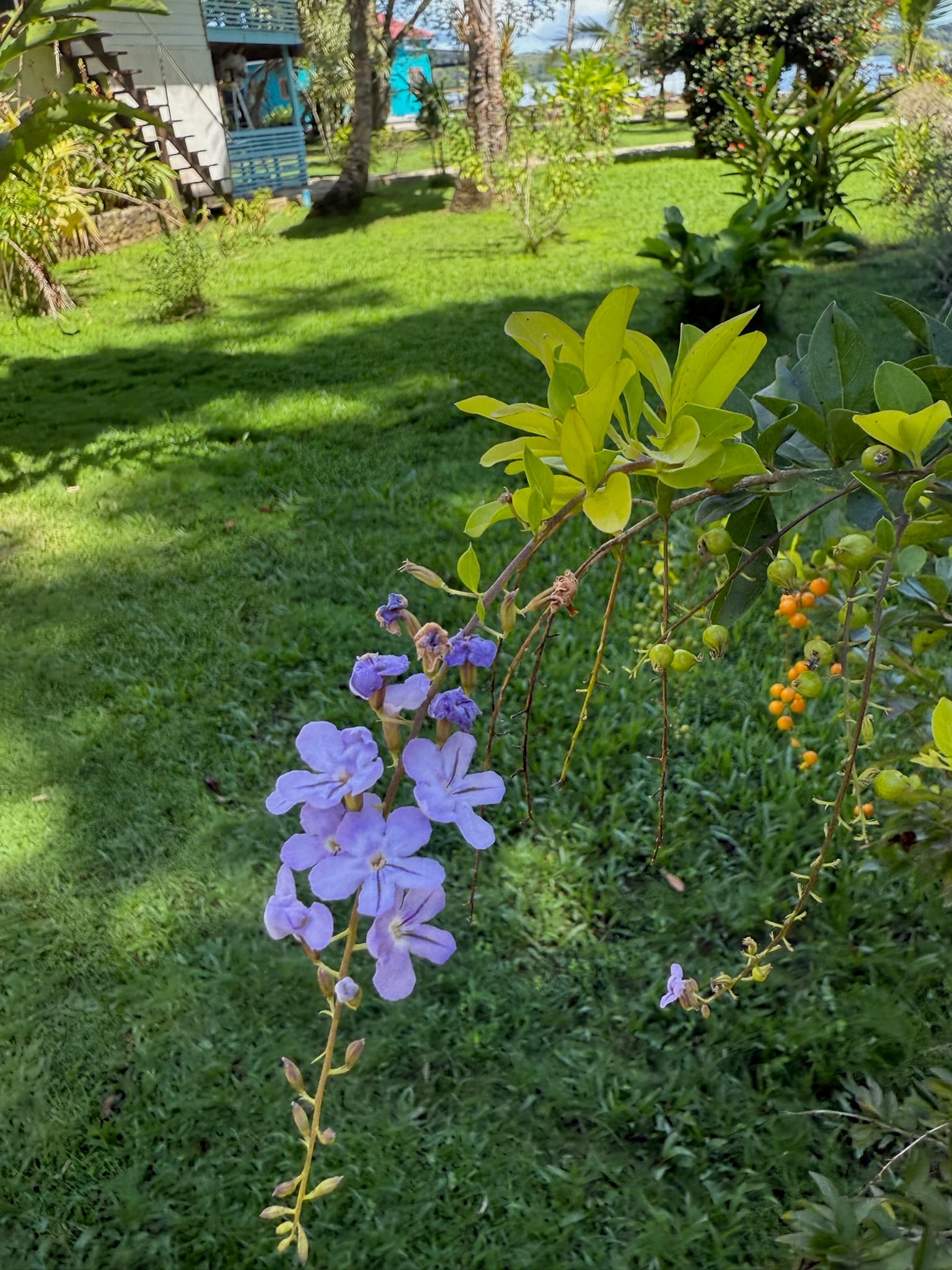 Purple tropical flowers in the lush garden at Dolphin Blue Paradise, Bocas del Toro