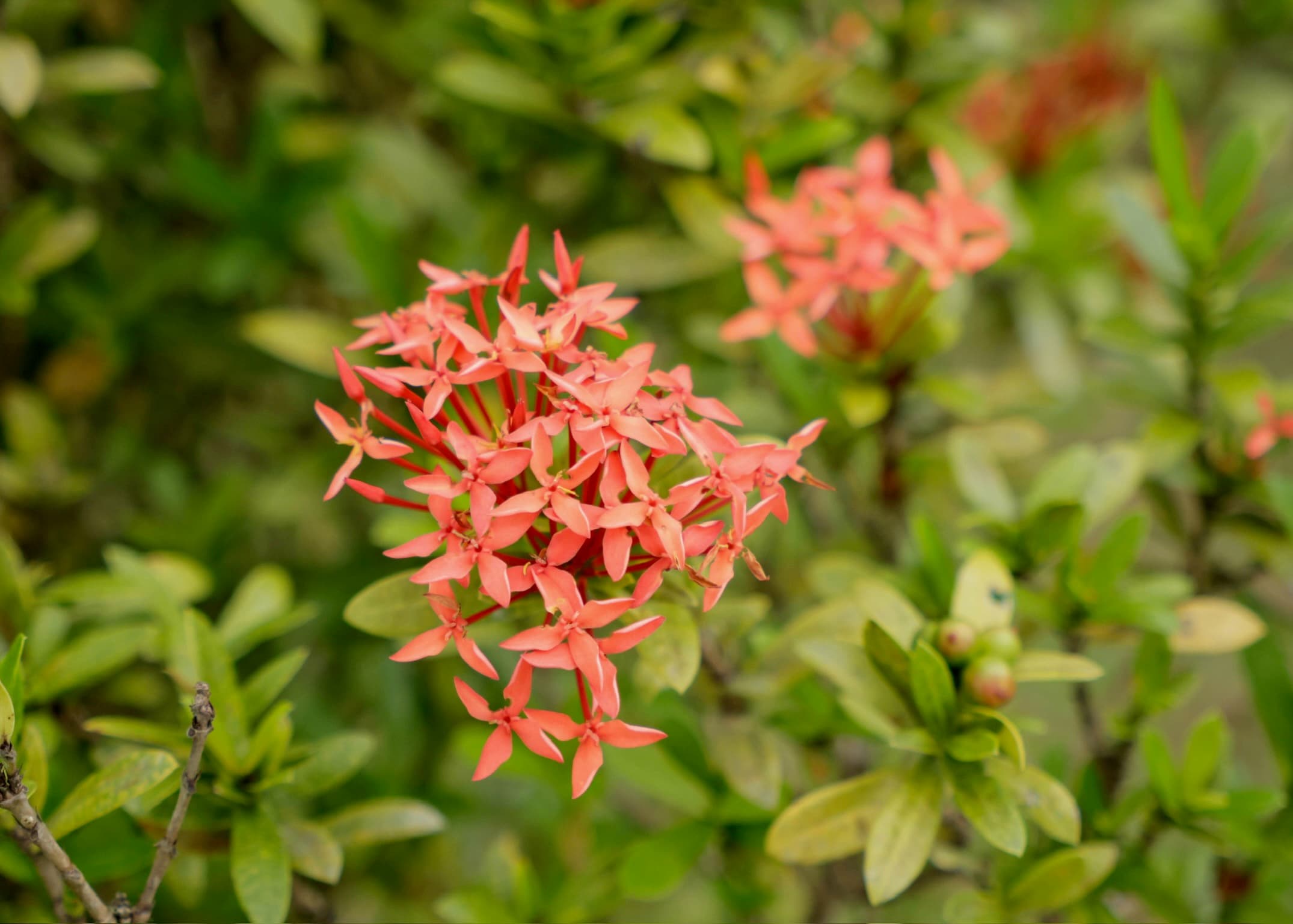 Red and orange Ixora flowers in the tropical garden at Dolphin Blue Paradise, Bocas del Toro