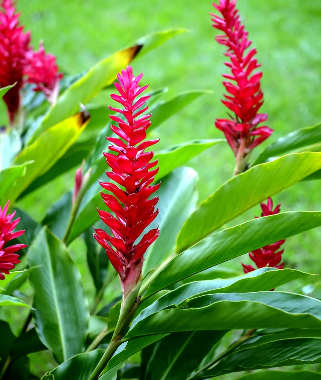 Red ginger flower (Alpinia purpurata) in the tropical garden at Dolphin Blue Paradise, Bocas del Toro