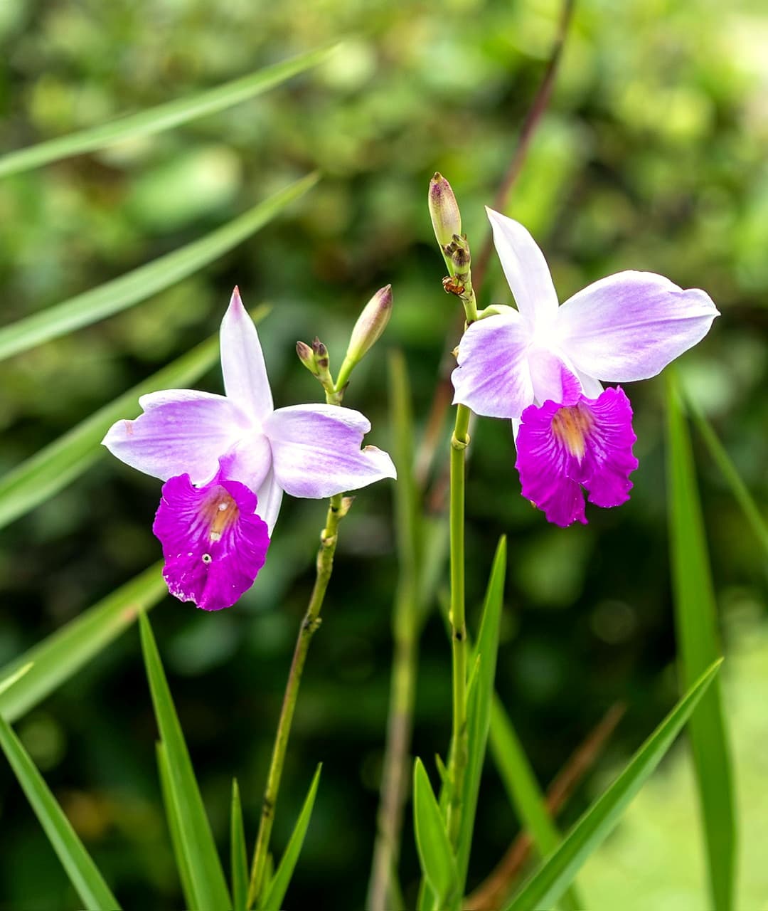 Beautiful purple and white tropical orchids blooming in the garden at Dolphin Blue Paradise, Bocas del Toro
