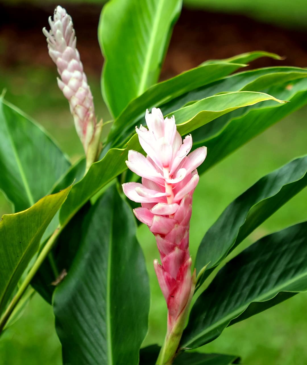 Pink torch ginger flower (Etlingera elatior) in the tropical garden at Dolphin Blue Paradise, Bocas del Toro