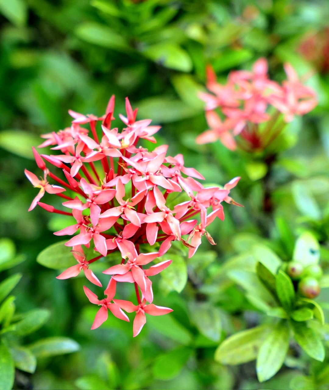 Red and orange Ixora flowers in the tropical garden at Dolphin Blue Paradise, Bocas del Toro