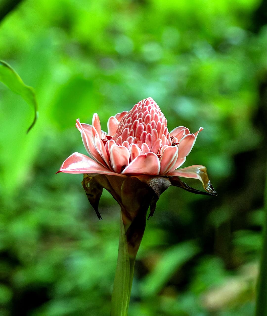 Torch ginger flower with red and pink bracts in the tropical garden, Dolphin Blue Paradise