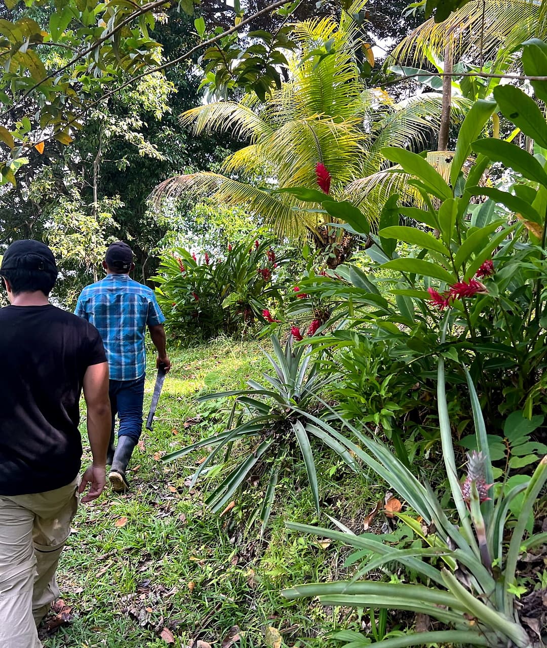 Garden pathway through the tropical garden at Dolphin Blue Paradise, Bocas del Toro - nature walk experience