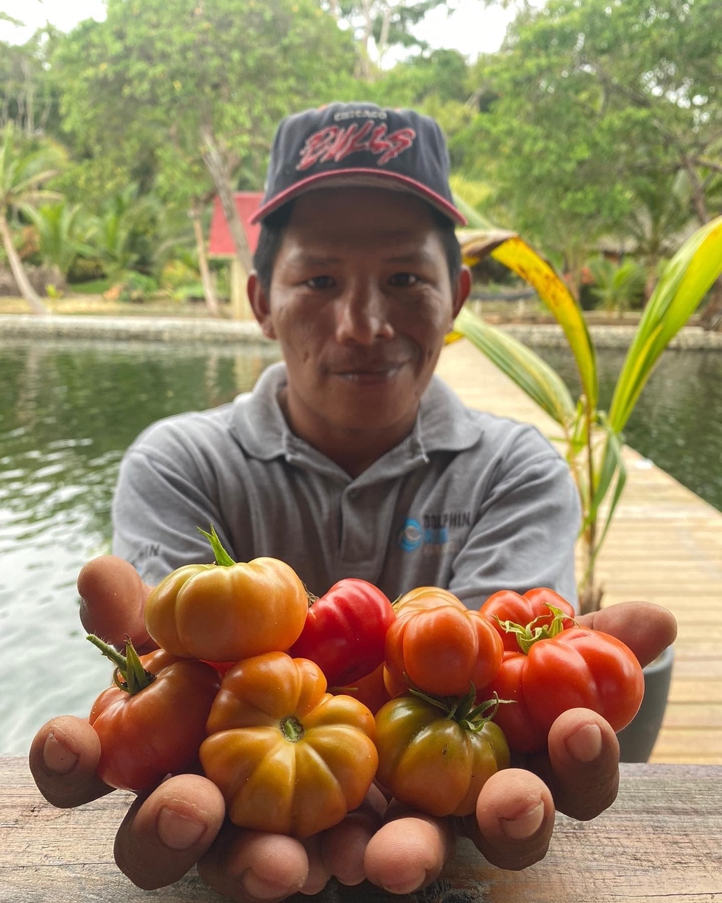 Fresh heirloom tomatoes from the garden at Dolphin Blue Paradise - farm-to-table produce, Bocas del Toro
