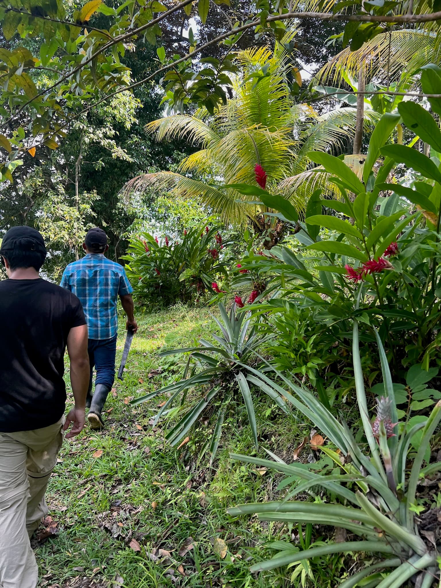 Garden pathway through the tropical garden at Dolphin Blue Paradise, Bocas del Toro - nature walk experience