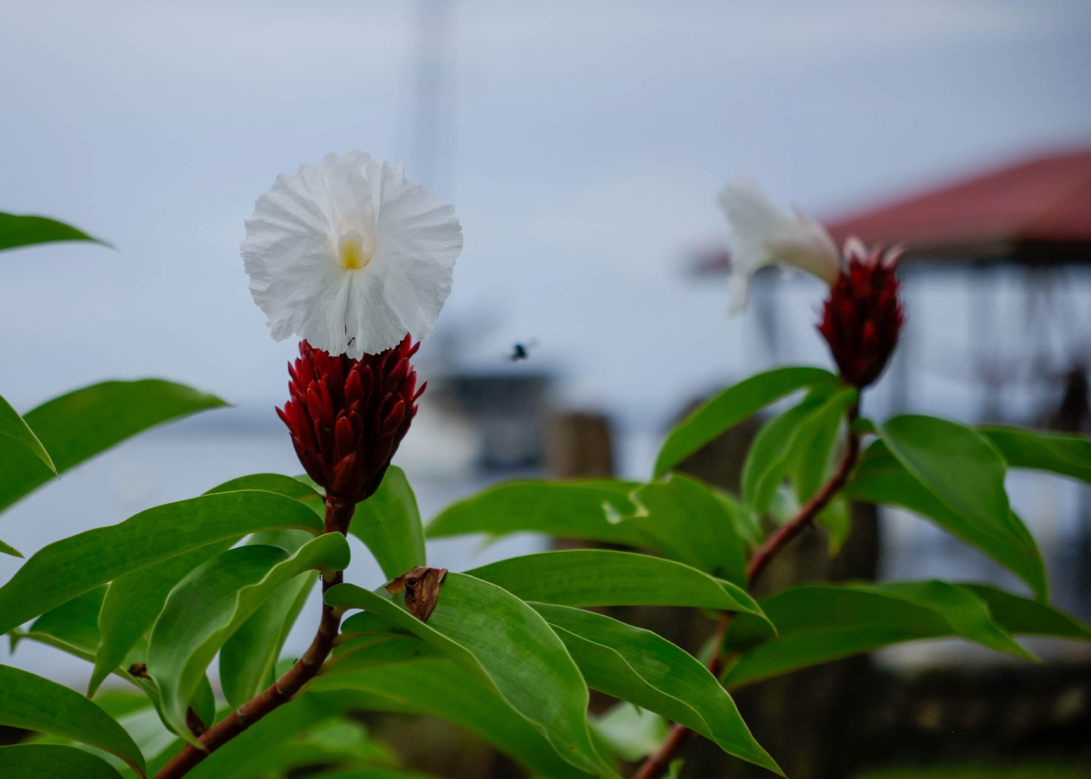 White and red tropical flower in the garden at Dolphin Blue Paradise, Bocas del Toro