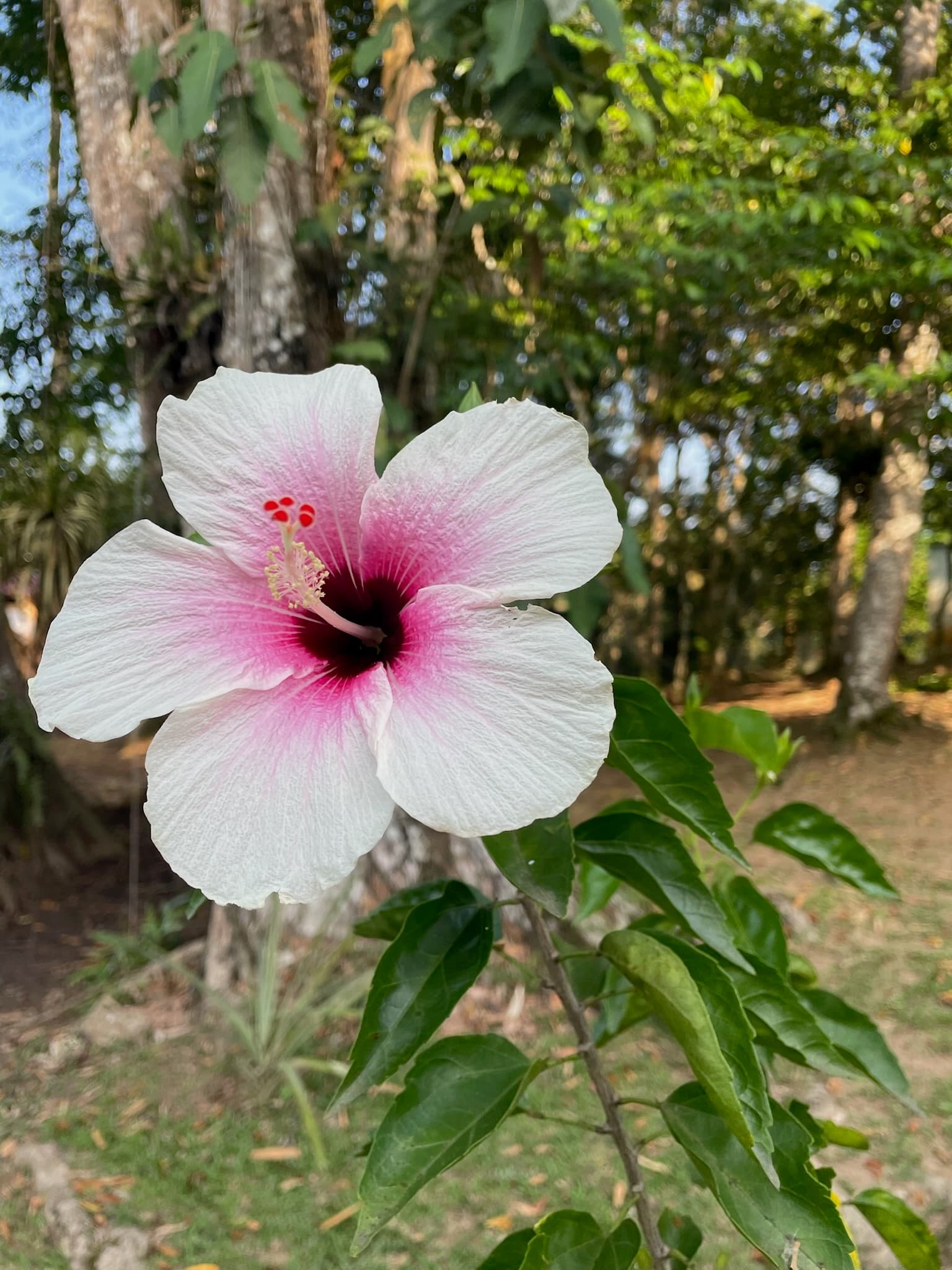 Elegant white hibiscus flower with pink center in the tropical garden, Dolphin Blue Paradise, Bocas del Toro
