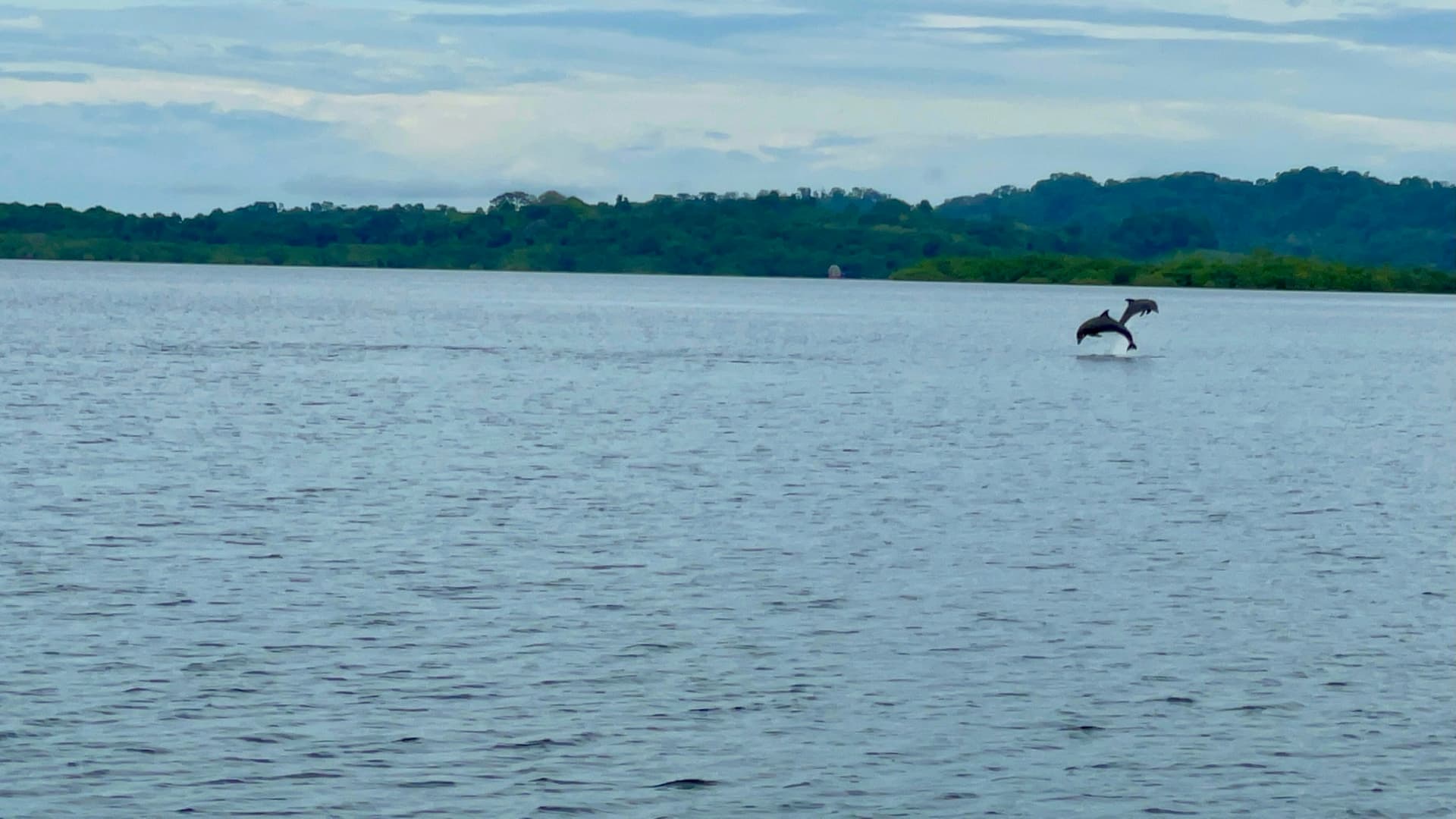 DOLPHIN MONITORING