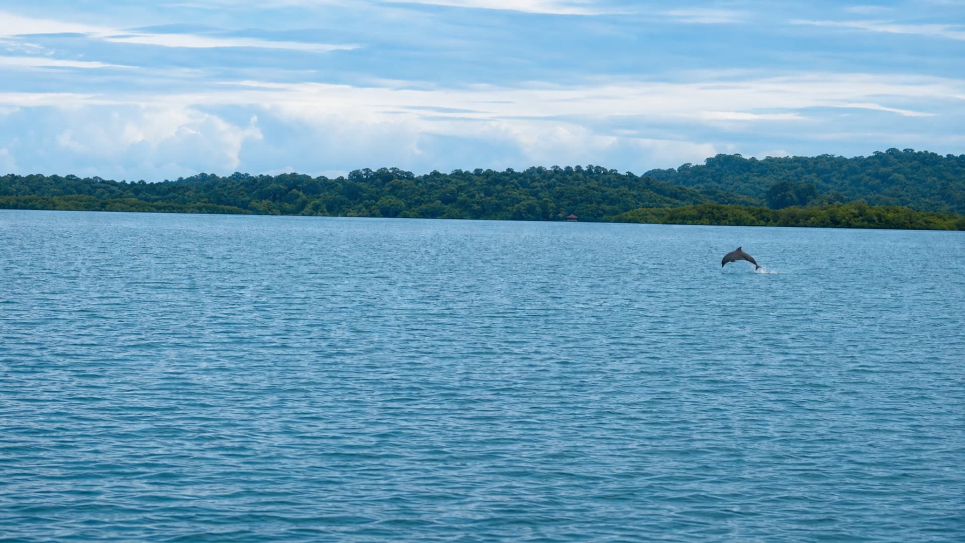 DOLPHIN MONITORING