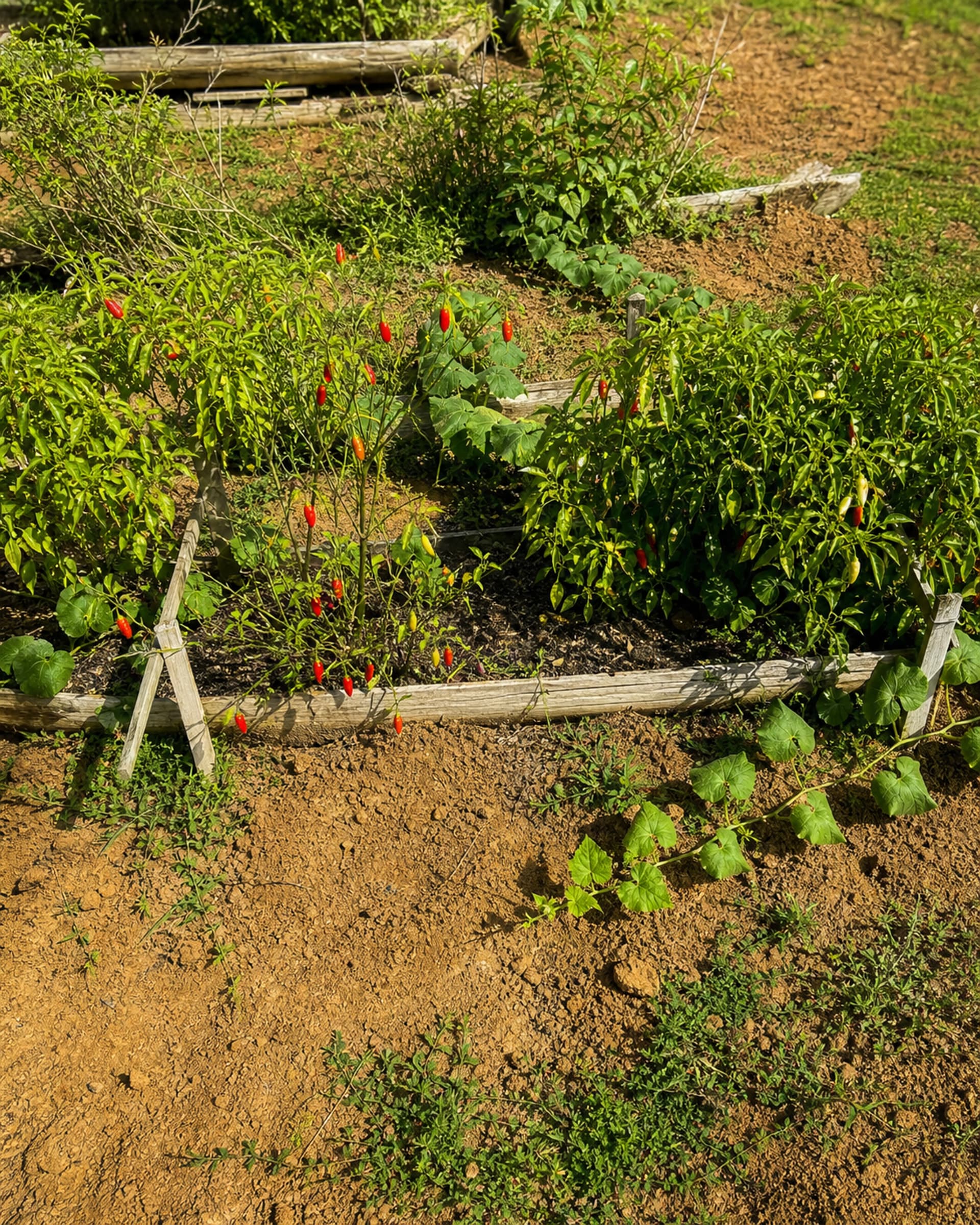 FARM-TO-TABLE