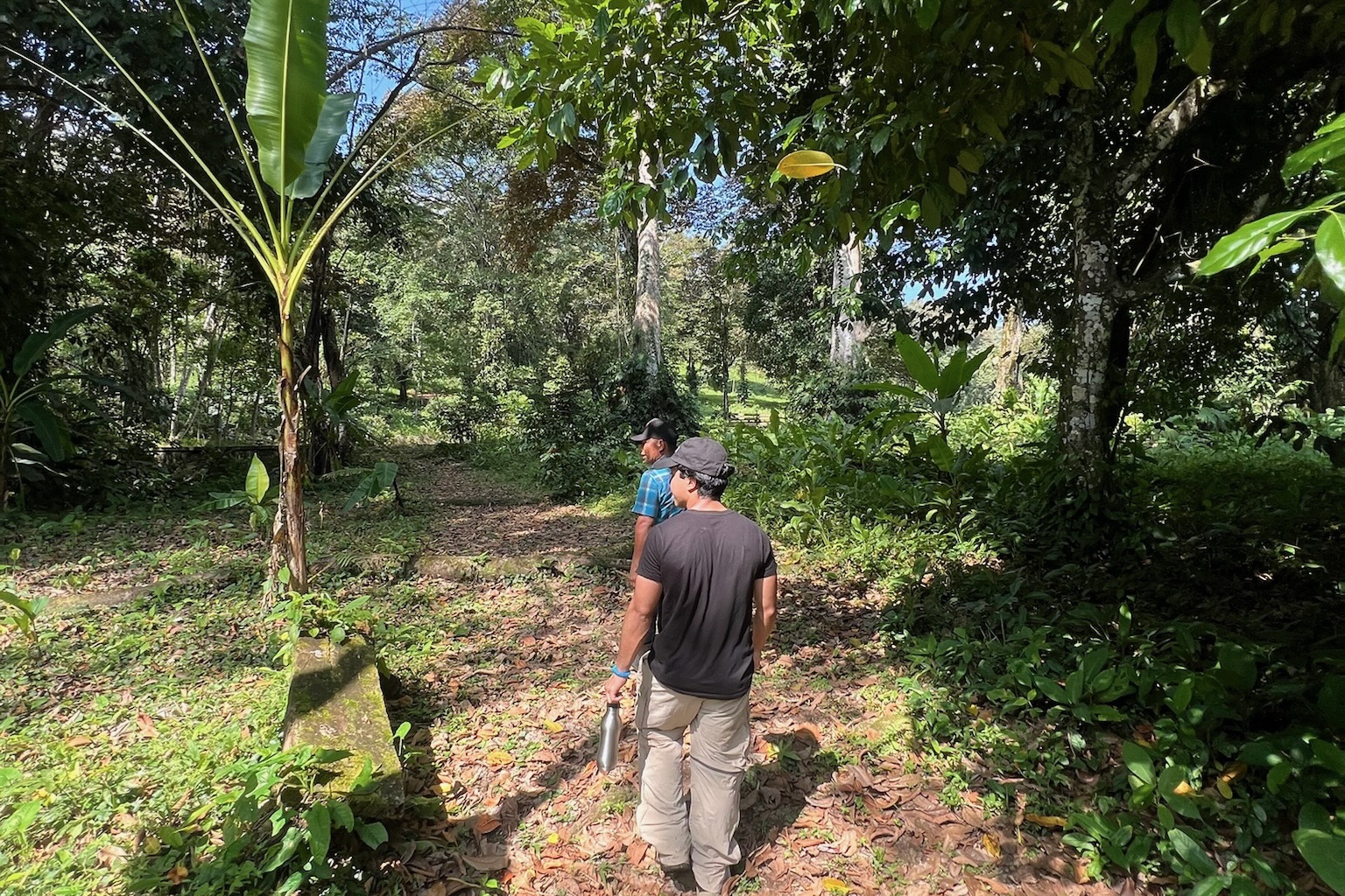 Caminata en la selva con Roque, guía nativo de Dolphin Blue Paradise