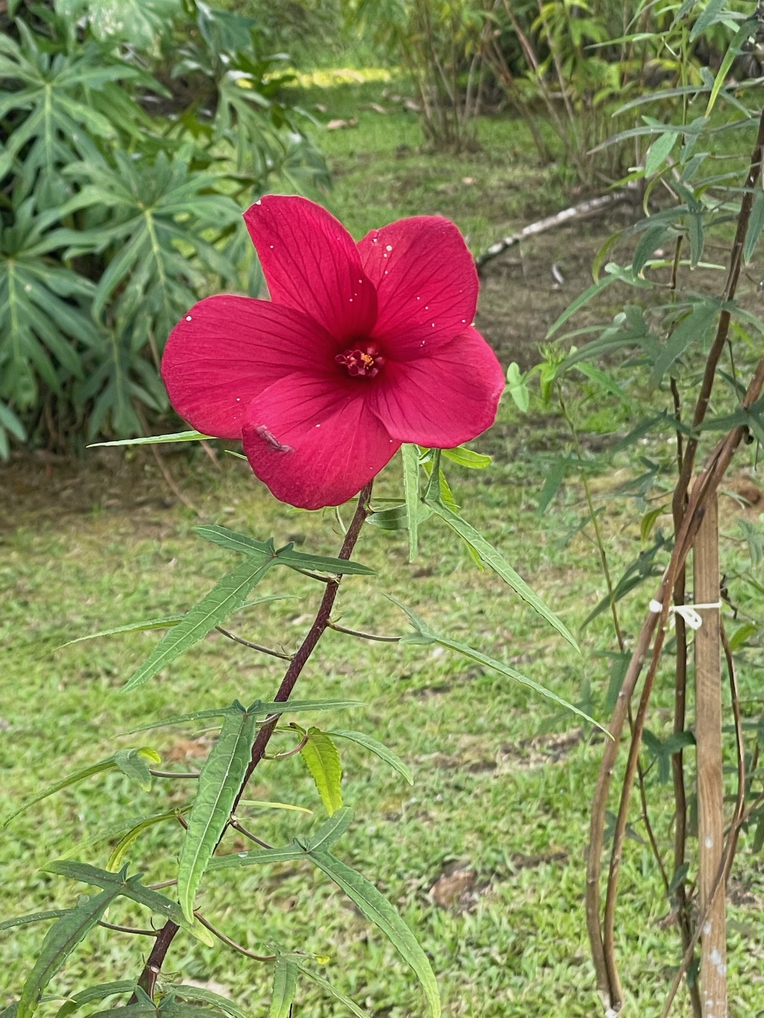 Stunning magenta hibiscus flower in the tropical garden at Dolphin Blue Paradise, Bocas del Toro