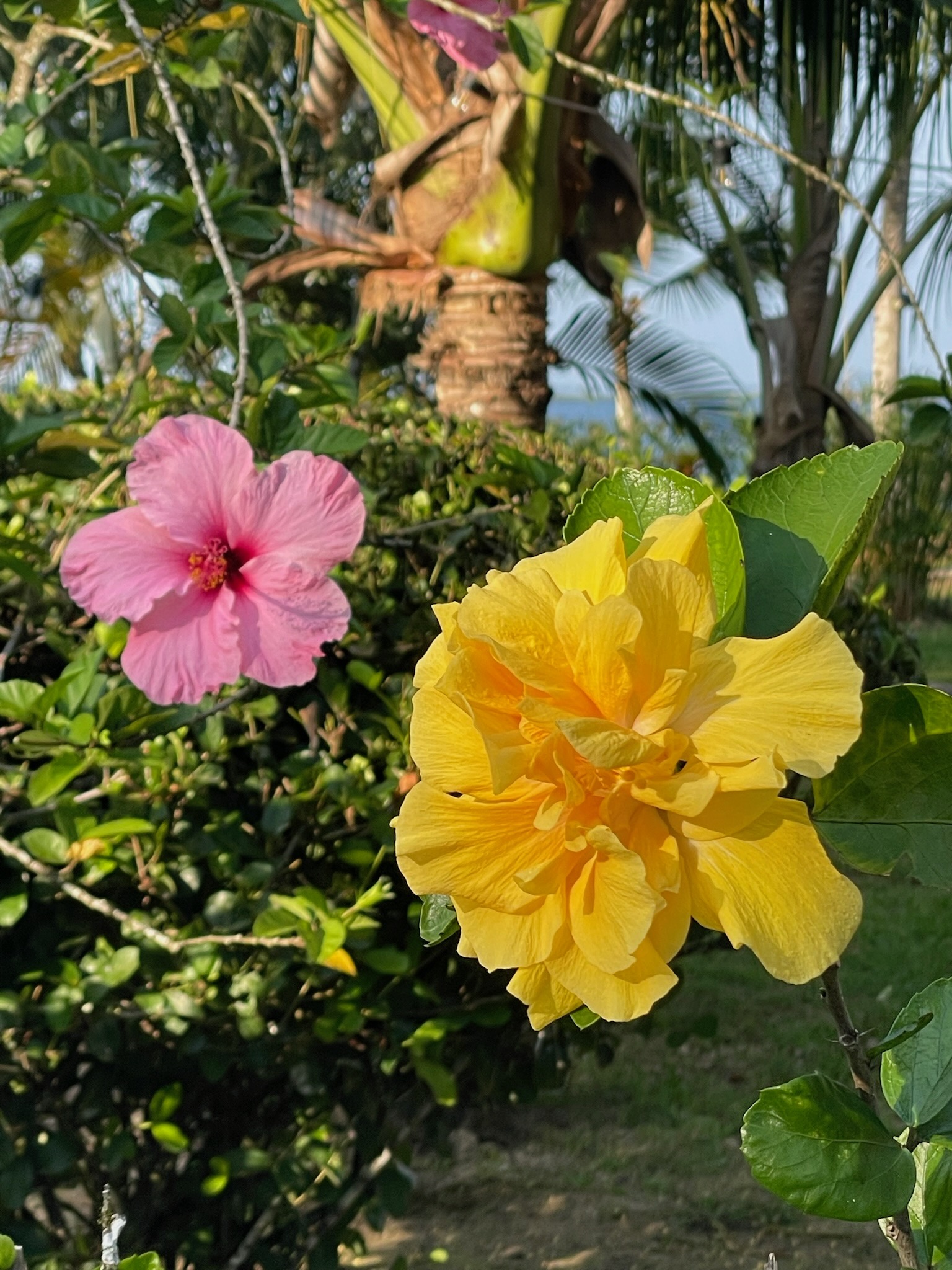 Pink and yellow hibiscus flowers together in the tropical garden, Dolphin Blue Paradise