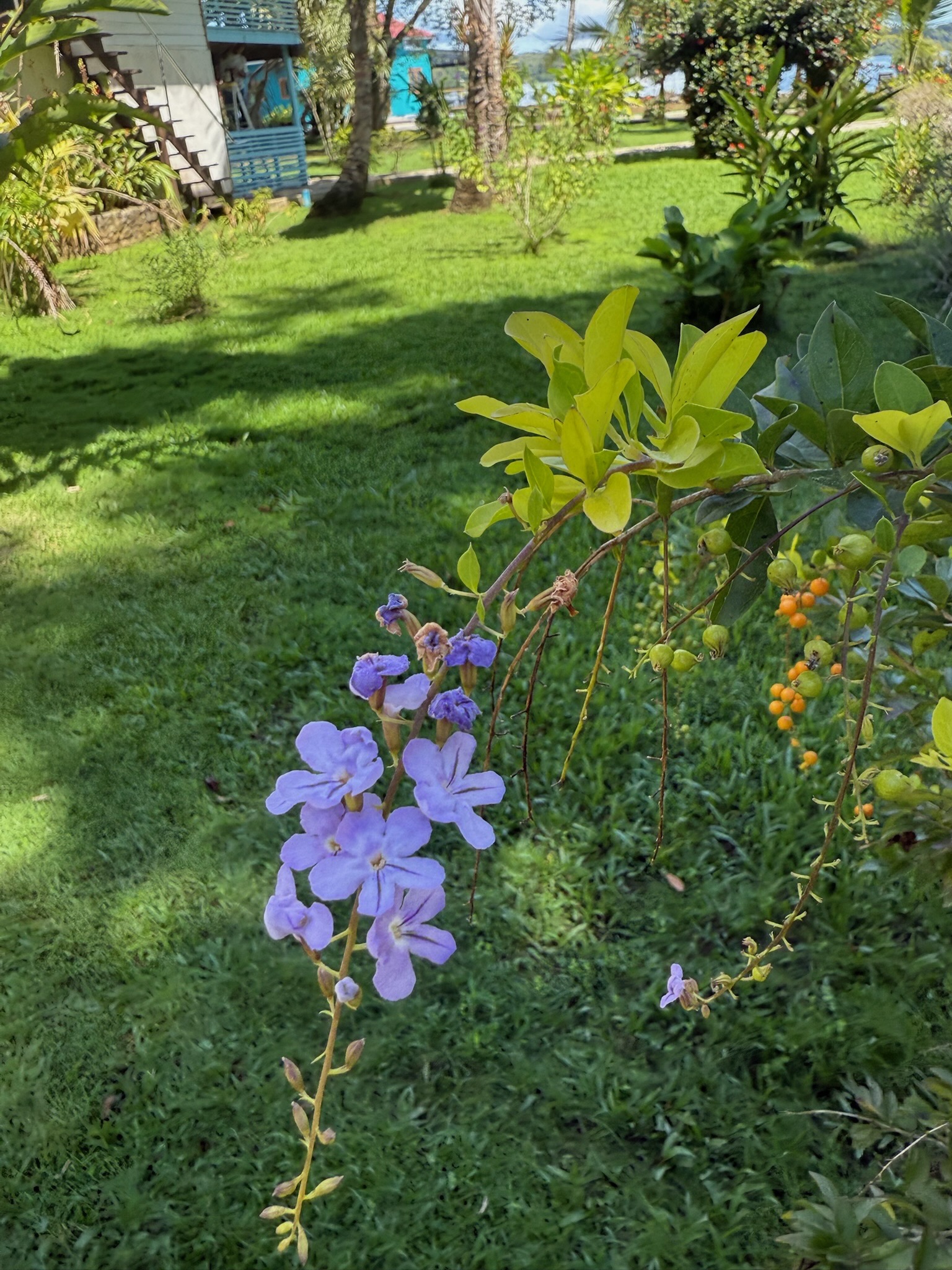 Purple tropical flowers in the lush garden at Dolphin Blue Paradise, Bocas del Toro