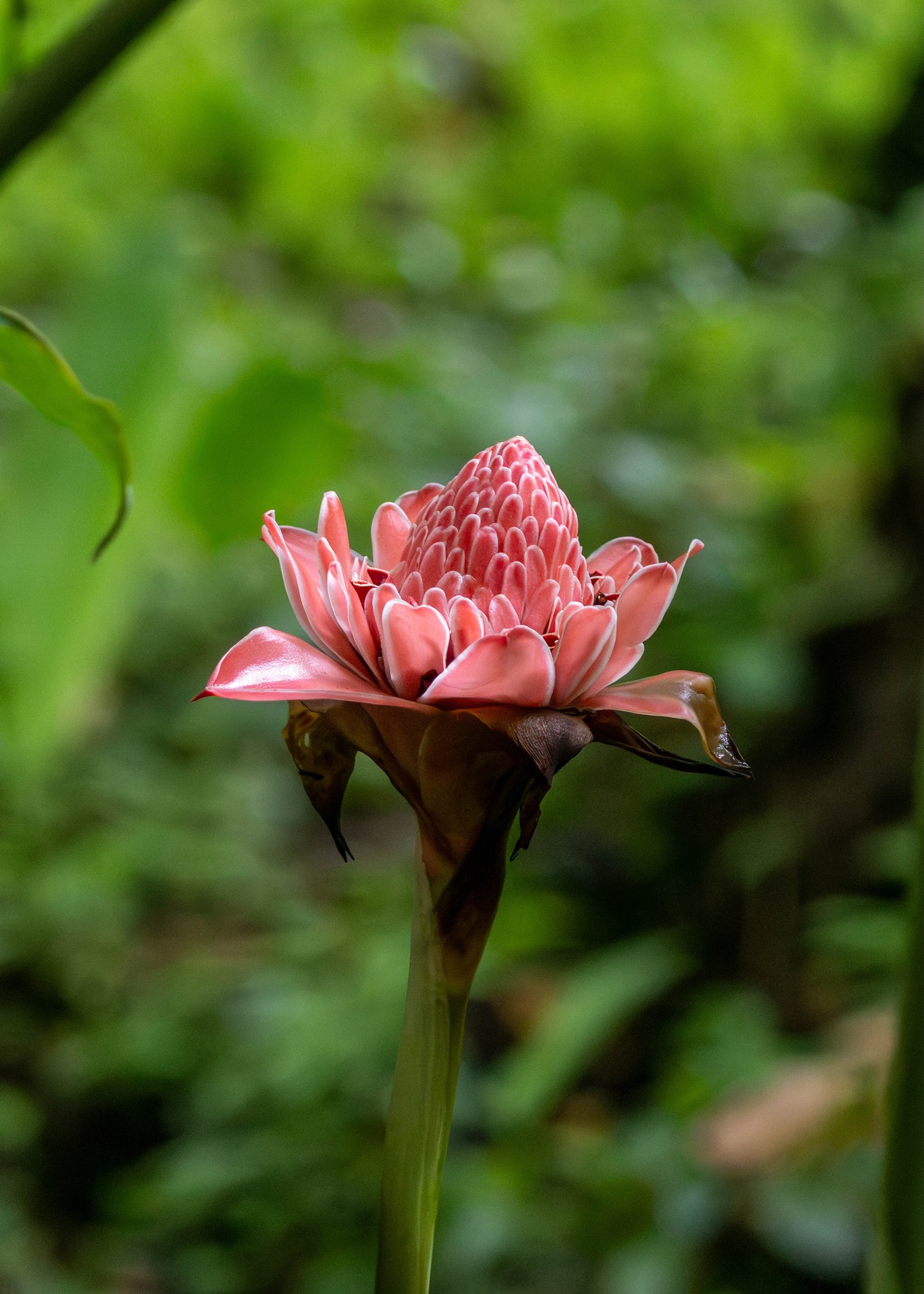 Torch ginger flower with red and pink bracts in the tropical garden, Dolphin Blue Paradise