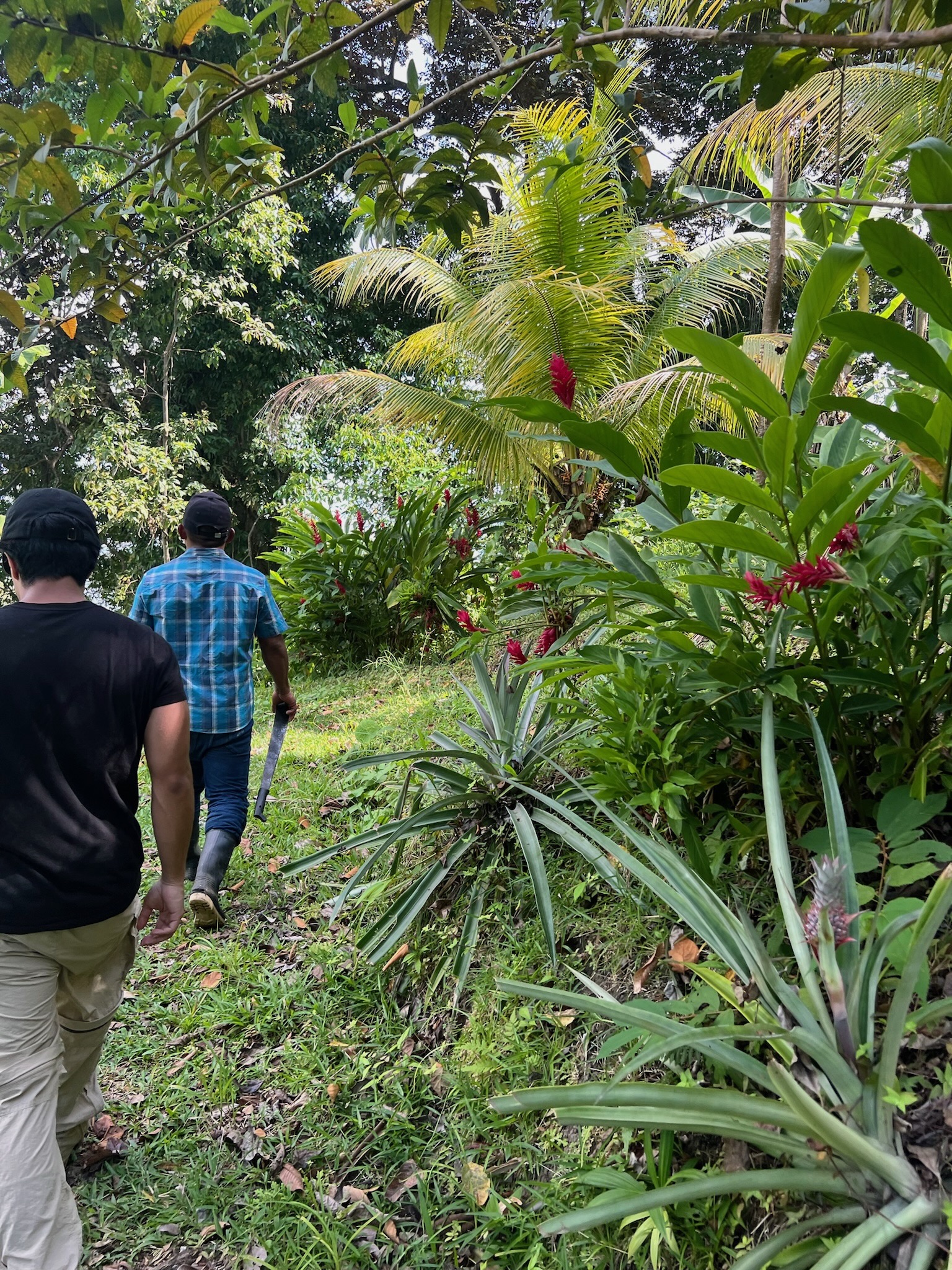 Garden pathway through the tropical garden at Dolphin Blue Paradise, Bocas del Toro - nature walk experience