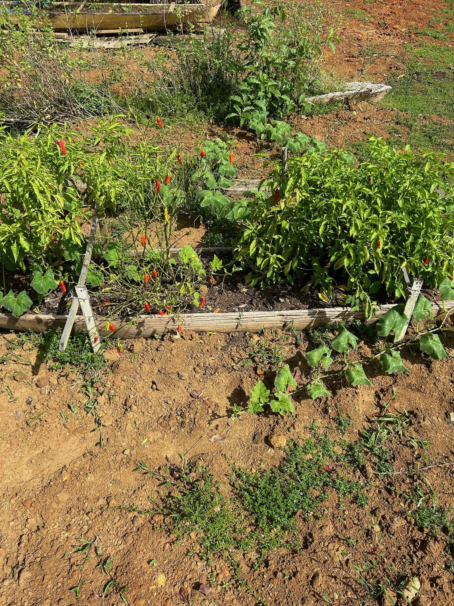 DE LA HUERTA A LA MESA
