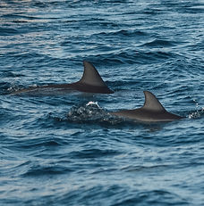 Dolphin watching tour