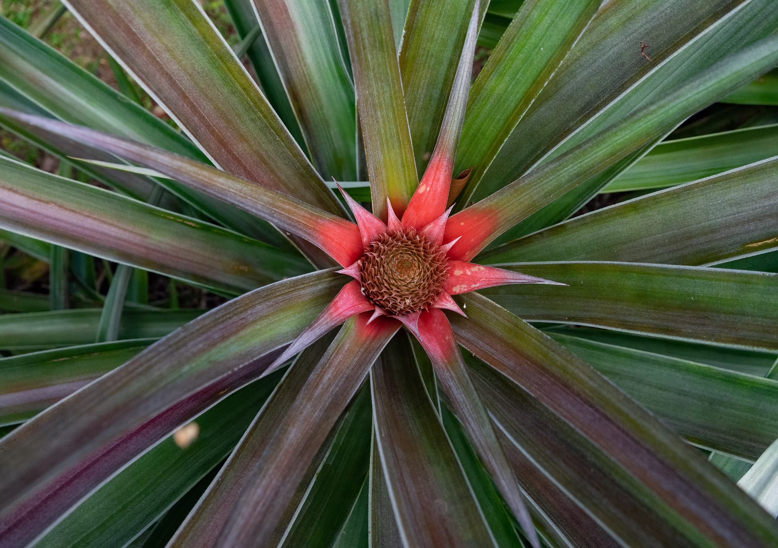 Fondo de planta tropical bromelia